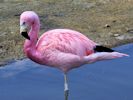 Andean Flamingo (WWT Slimbridge July 2013) - pic by Nigel Key